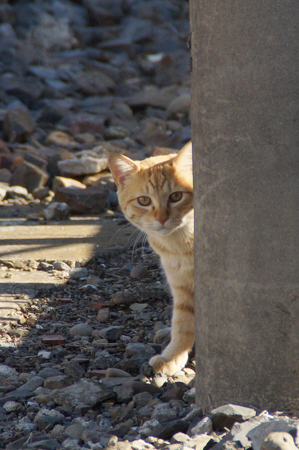 坂戸駅のそばで見かけた子猫